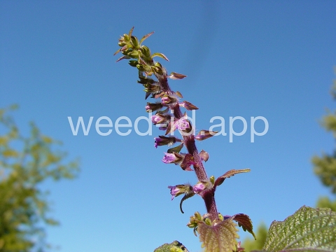 mint, perilla